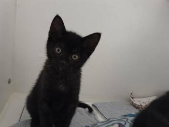 LOUIE -  Domestic Short Hair Cat for Adoption in Kent, Washington - LOUIE | PetCurious