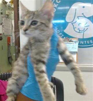 A478961 -  Domestic Short Hair Cat for Adoption in Oklahoma City, Oklahoma - A478961 | PetCurious