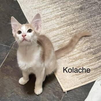 Kolache -  Domestic Short Hair Cat for Adoption in Santa Fe, Texas - Kolache | PetCurious