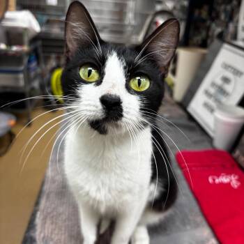 Joan Jett -  Domestic Short Hair Cat for Adoption in Corpus Christi, Texas - Joan Jett | PetCurious