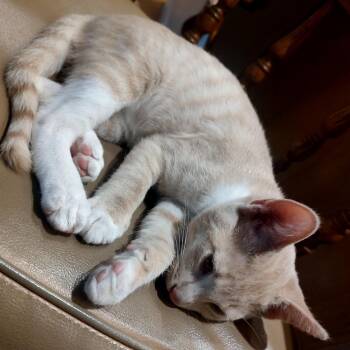 Domestic Short Hair Cats Available for Adoption in Springfield, Oregon - Buttercup | PetCurious