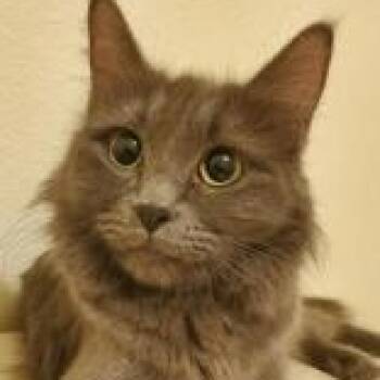 Domestic Short Hair Cats Available for Adoption in Phoenix, Arizona - Gemma | PetCurious
