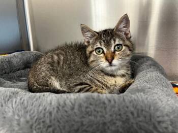 Monte Cristo -  Domestic Short Hair Cat for Adoption in Logan, Utah - Monte Cristo | PetCurious