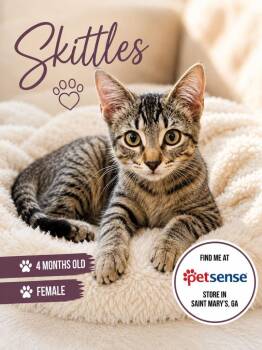 Skittles -  Domestic Short Hair Cat for Adoption in Kingsland, Georgia - Skittles | PetCurious
