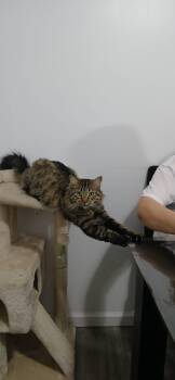 Rescue Domestic Long Hair Cats for Adoption - Kate | PetCurious