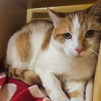 Domestic Short Hair Cats Available for Adoption - Lord Marmalade | PetCurious