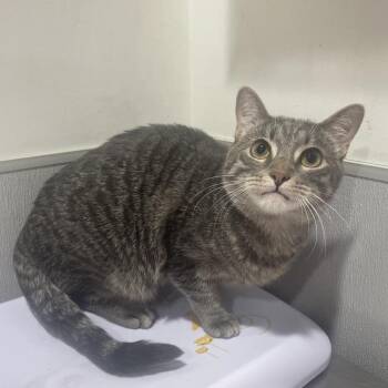 Domestic Short Hair Cats Available for Adoption in Tampa, Florida - Millow (Willow) | PetCurious
