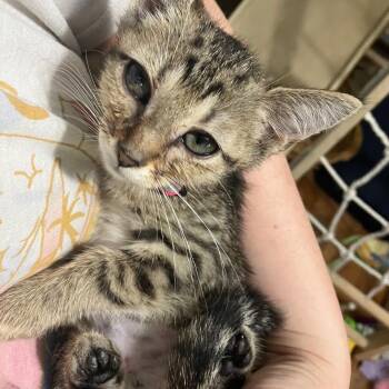 Rescue Domestic Short Hair Cats for Adoption in Madison, Wisconsin - Pulitzer | PetCurious