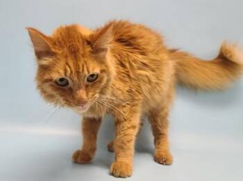 Lorax -  Domestic Long Hair and Domestic Short Hair Cat for Adoption in Golden Valley, Minnesota - Lorax | PetCurious