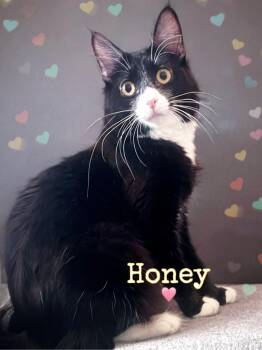 Honey -  Domestic Medium Hair Cat for Adoption in Dansville, New York - Honey | PetCurious