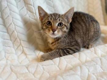 Royce -  Domestic Short Hair Cat for Adoption in Lansing, Michigan - Royce | PetCurious