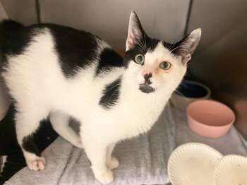 ORBIT -  Domestic Short Hair Cat for Adoption in Fort Wayne, Indiana - ORBIT | PetCurious