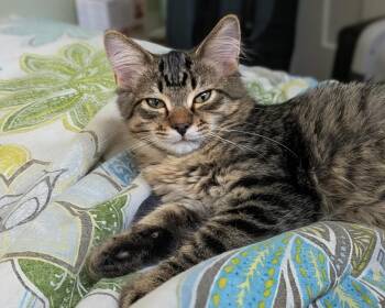 Lido -  Tabby and Domestic Medium Hair Cat for Adoption in Lombard, Illinois - Lido | PetCurious