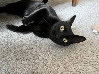 Domestic Short Hair Cats Available for Adoption in The Woodlands, Texas - Spider | PetCurious