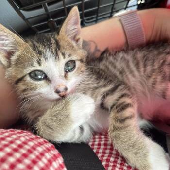 Pennywise -  Domestic Short Hair Cat for Adoption in Evanston, Illinois - Pennywise | PetCurious
