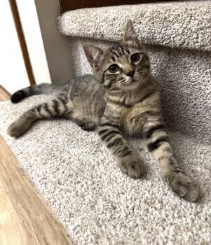 Bunsen at Elyria Petco -  Domestic Short Hair Cat for Adoption in Elyria, Ohio - Bunsen At Elyria Petco | PetCurious