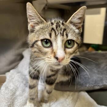 Birch Beer -  Domestic Short Hair Cat for Adoption in York, Pennsylvania - Birch Beer | PetCurious