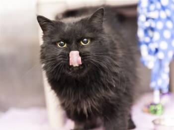 Domestic Short Hair Cats Available for Adoption in Phoenix, Arizona - STAR | PetCurious