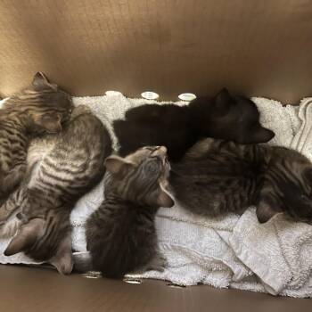 Wolf -  Domestic Short Hair Cat for Adoption in Las Vegas, Nevada - Wolf | PetCurious
