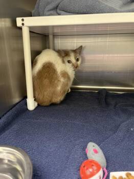 CREAM -  Domestic Medium Hair and Domestic Short Hair Cat for Adoption in Omaha, Nebraska - CREAM | PetCurious
