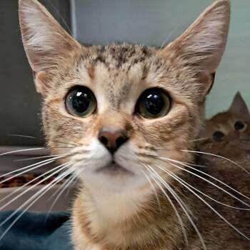 Arya -  Domestic Short Hair Cat for Adoption in Valley, Alabama - Arya | PetCurious