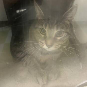 Domestic Short Hair Cats Available for Adoption in Philadelphia, Pennsylvania - Lilah | PetCurious