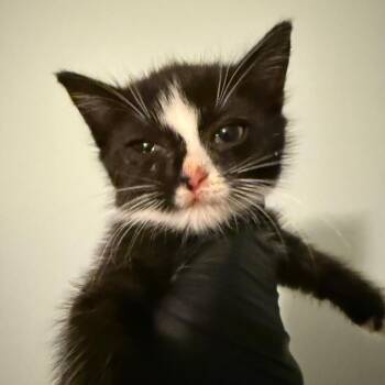 Effie -  Domestic Short Hair Cat for Adoption - Effie | PetCurious