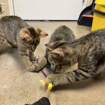 Trenta -  Domestic Short Hair Cat for Adoption in York, Pennsylvania - Trenta | PetCurious