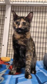 Domestic Short Hair Cats Available for Adoption - Jalapeno | PetCurious