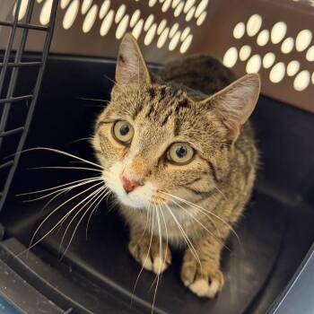 Jazz -  Domestic Short Hair Cat for Adoption in Watertown, New York - Jazz | PetCurious