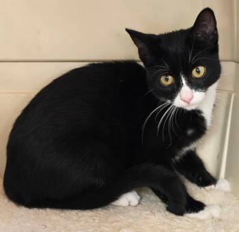 Rescue American Shorthair Cats for Adoption in Laguna Woods, California - Ebony | PetCurious