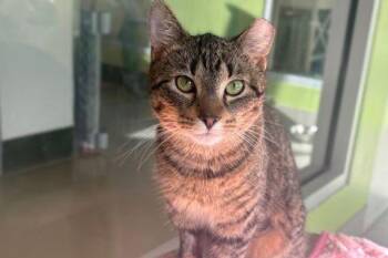 Domestic Short Hair Cats Available for Adoption - Isabella | PetCurious