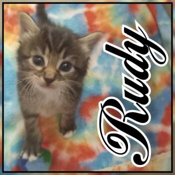 Daniel/Rudy -  Domestic Short Hair Cat for Adoption in Hopkinsville, Kentucky - Daniel/Rudy | PetCurious