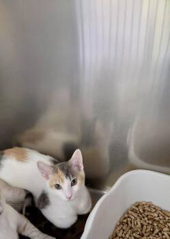 Stream (TAS) -  Domestic Short Hair Cat for Adoption in Trenton, New Jersey - Stream (TAS) | PetCurious