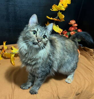 Rescue Maine Coon and Domestic Long Hair Cats for Adoption in Fayetteville, Georgia - Becca | PetCurious