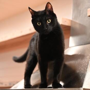Primo -  Domestic Short Hair Cat for Adoption in Jupiter, Florida - Primo | PetCurious