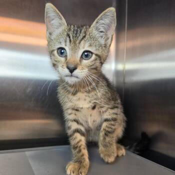 Zamboni -  Domestic Short Hair Cat for Adoption in Los Angeles, California - Zamboni | PetCurious