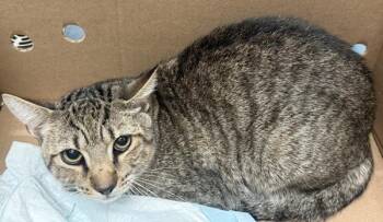 Alpha Tiger -  Domestic Short Hair Cat for Adoption - Alpha Tiger | PetCurious