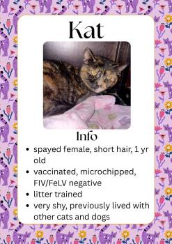 Domestic Short Hair Cats Available for Adoption in Greensburg, Indiana - Kat | PetCurious