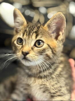 Rescue Domestic Short Hair and Tabby Cats for Adoption in Campbell, California - Ophelia | PetCurious