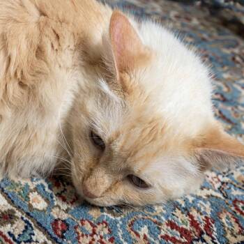 Tanqueray -  Domestic Medium Hair and Siamese Cat for Adoption in Glendale, Arizona - Tanqueray | PetCurious