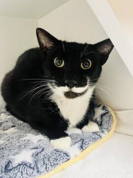 Domestic Short Hair Cats Available for Adoption - Herc | PetCurious