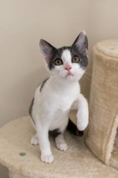 Trowel -  Domestic Short Hair Cat for Adoption in Duluth, Georgia - Trowel | PetCurious