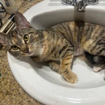 Domestic Short Hair Cats Available for Adoption in Philadelphia, Pennsylvania - Eloise | PetCurious