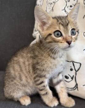 Sisue -  Domestic Short Hair Cat for Adoption in Lawrenceville, Georgia - Sisue | PetCurious