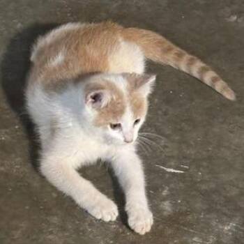 Goldie -  Domestic Short Hair Cat for Adoption in Rochester, Minnesota - Goldie | PetCurious