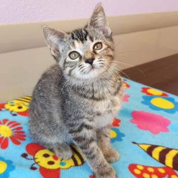 Jump -  Torbie Cat for Adoption in Marshfield, Wisconsin - Jump | PetCurious