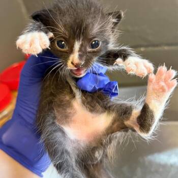TUSC-Stray-85488_2_3_4_5_6 -  Domestic Short Hair Cat for Adoption in Tuscaloosa, Alabama - TUSC-Stray-85488_2_3_4_5_6 | PetCurious