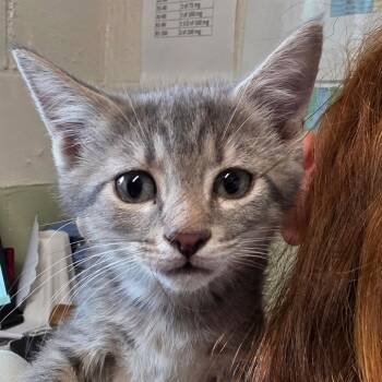 Peter -  Domestic Short Hair Cat for Adoption in Eureka Springs, Arkansas - Peter | PetCurious