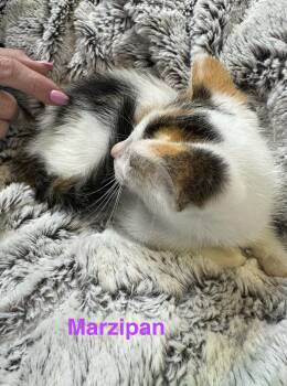 Marzipan -  Calico Cat for Adoption in Shrewsbury, Massachusetts - Marzipan | PetCurious